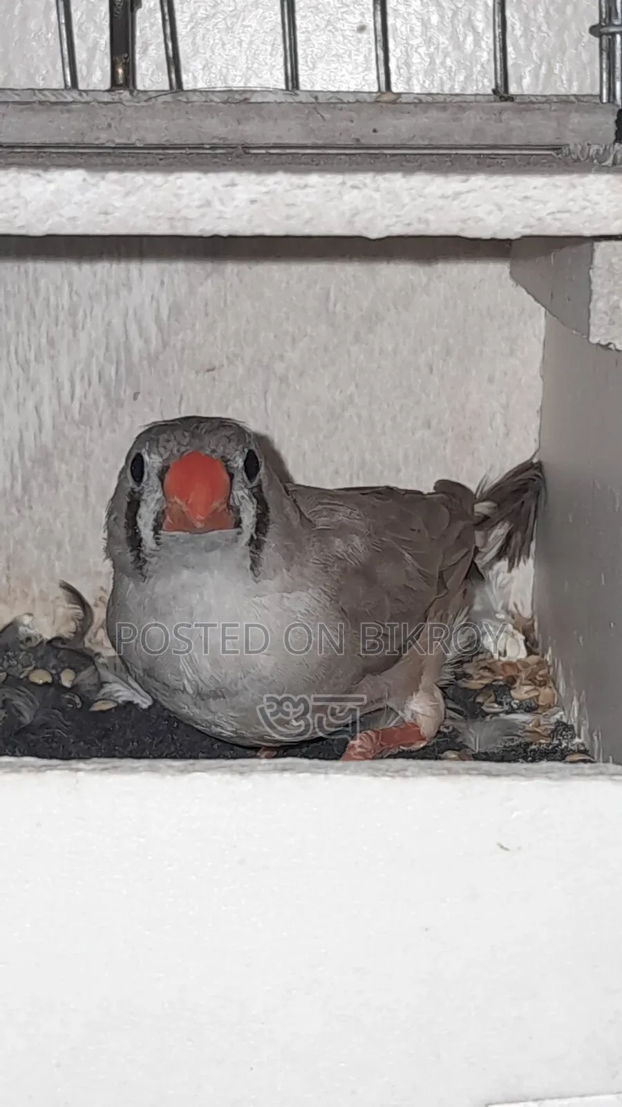 Finch Female