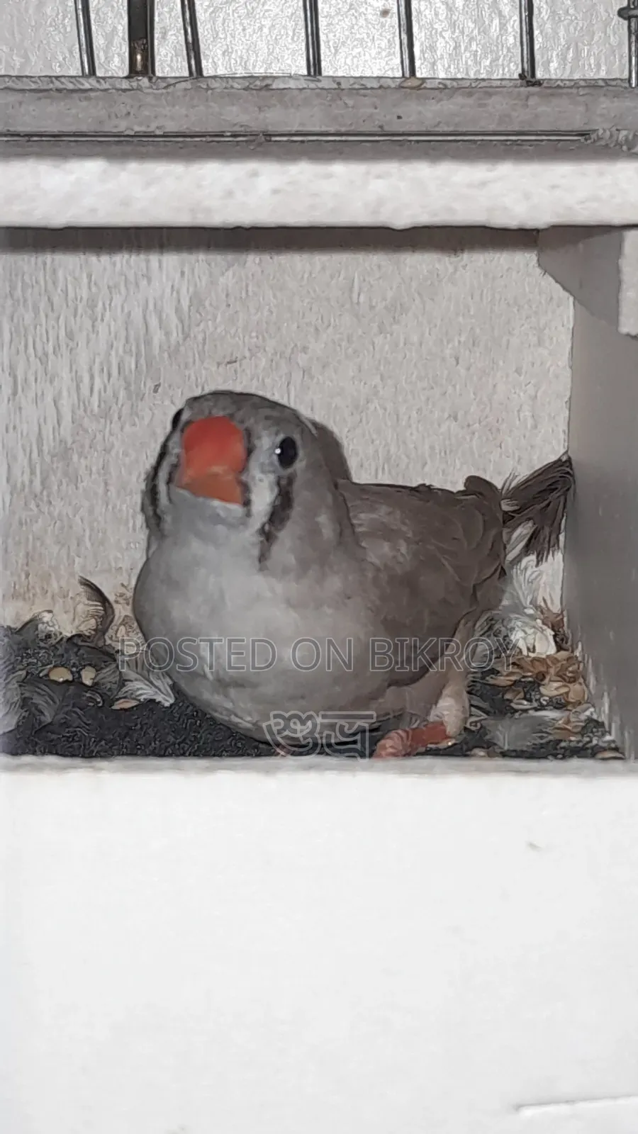 Finch Female