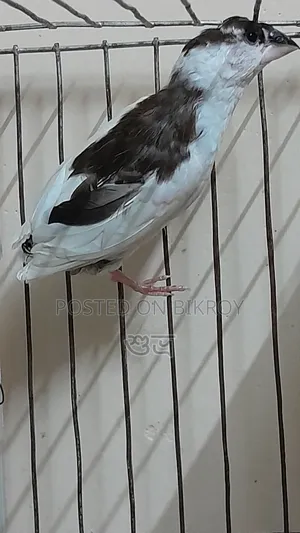 Finch Female