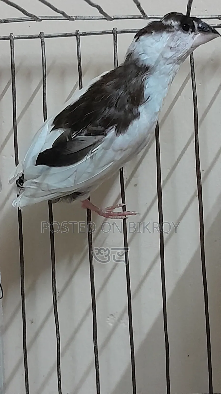 Finch Female