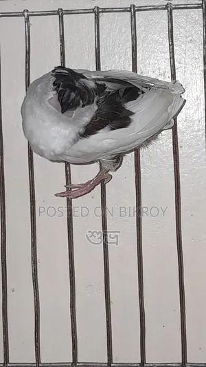 Finch Female