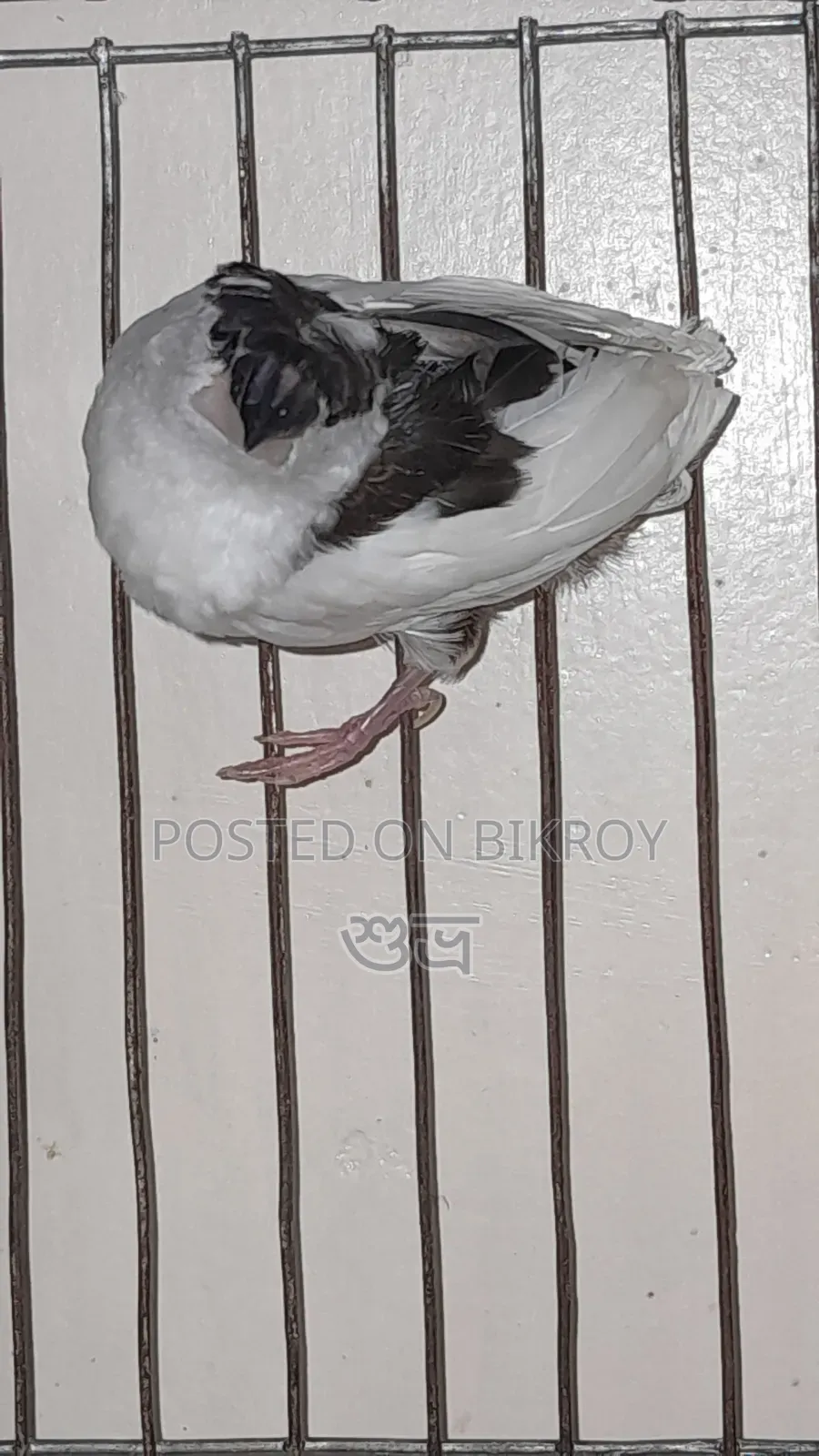 Finch Female