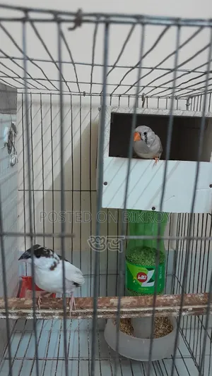 Finch Female