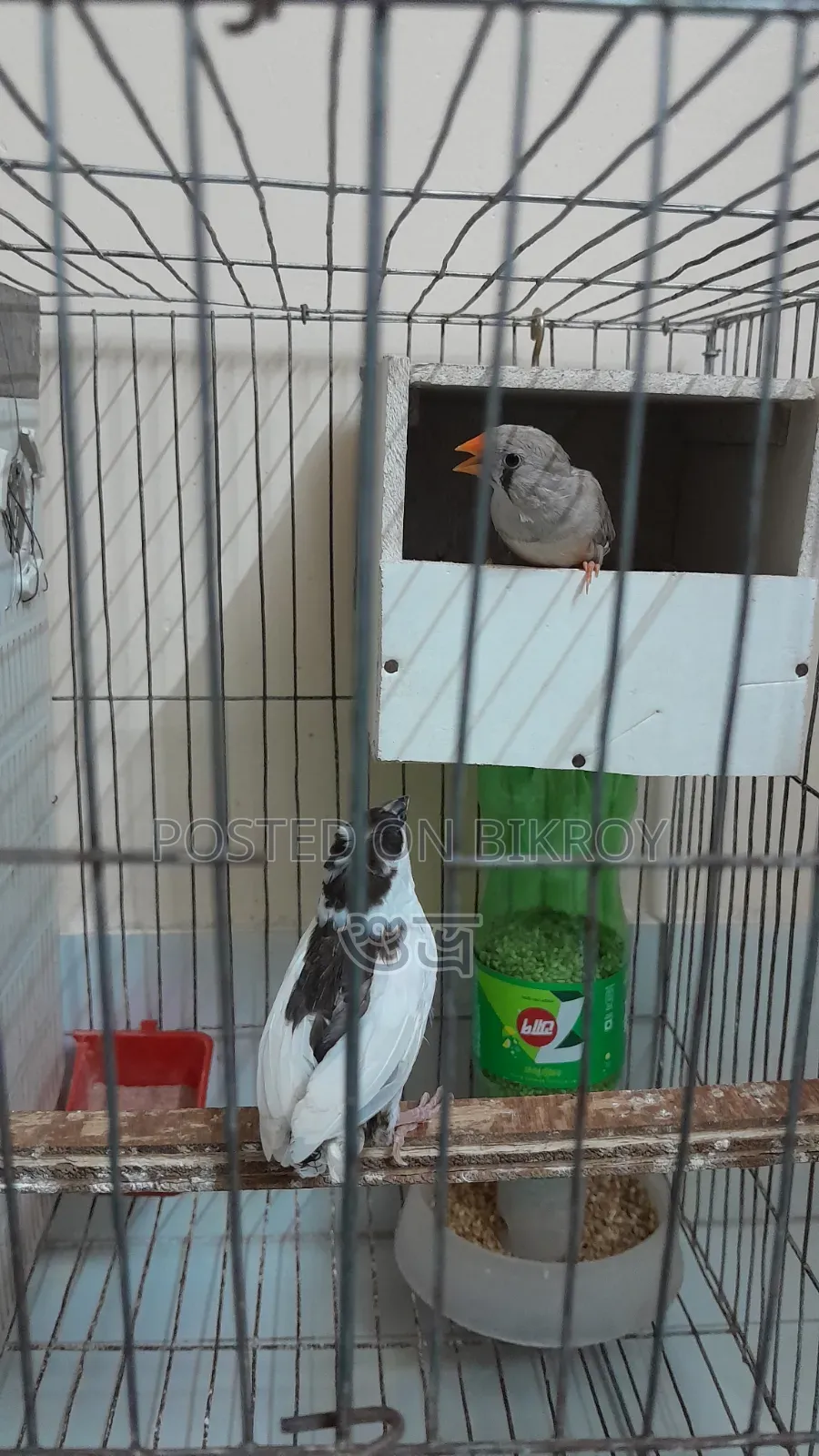Finch Female