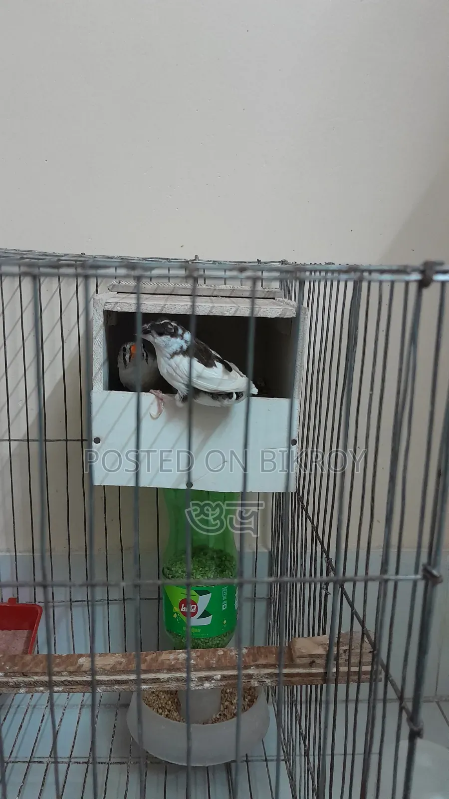 Finch Female