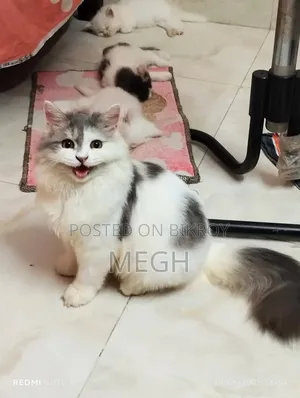 1+ Year Male Purebred Persian