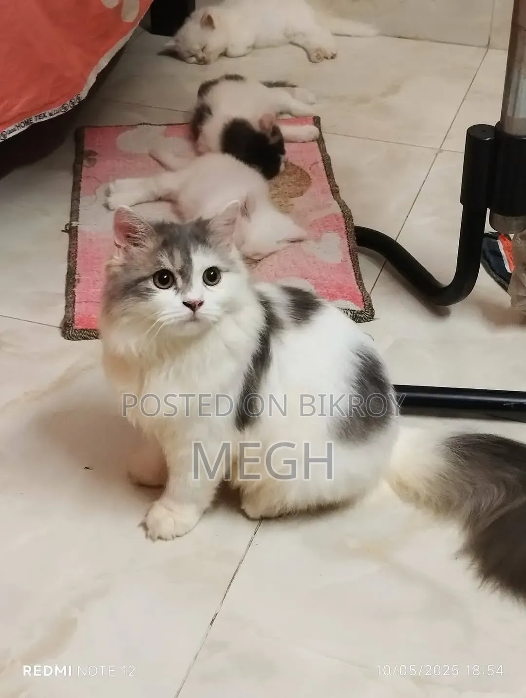 1+ Year Male Purebred Persian