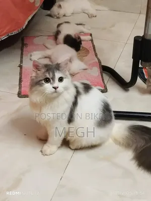 1+ Year Male Purebred Persian