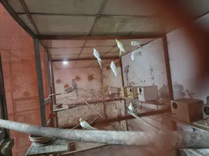 ককাটেল পাখি