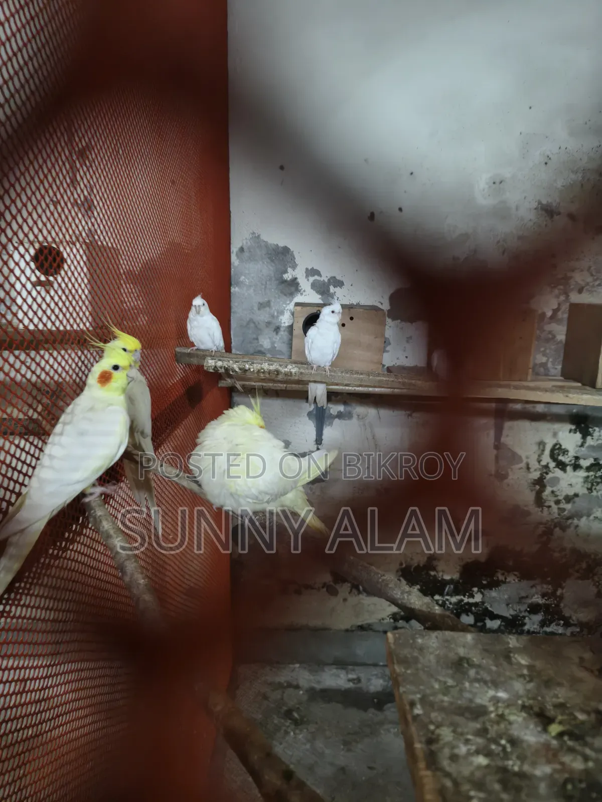ককাটেল পাখি