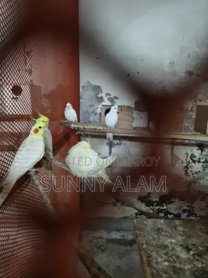 ককাটেল পাখি