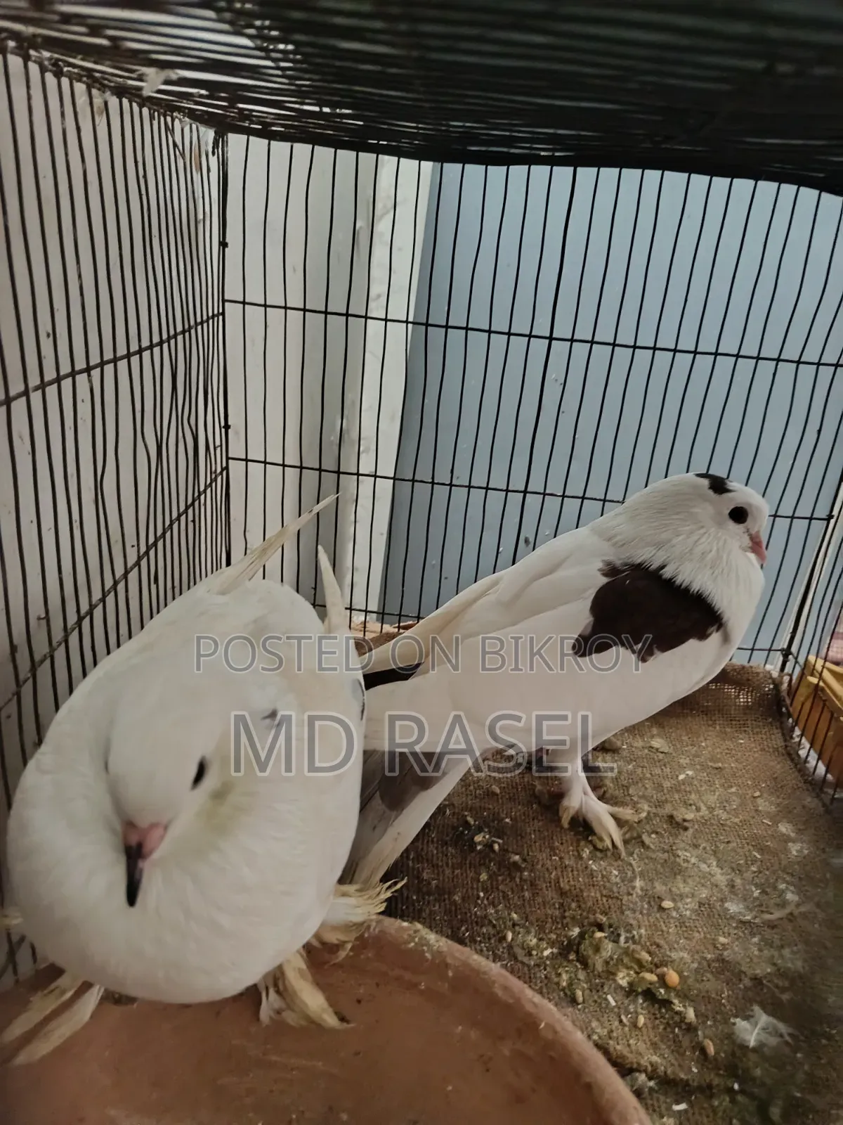 সিরাজী কবুতর বিক্রি হবে সাদা কালার