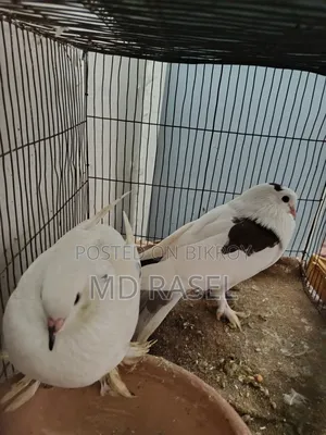 সিরাজী কবুতর বিক্রি হবে সাদা কালার