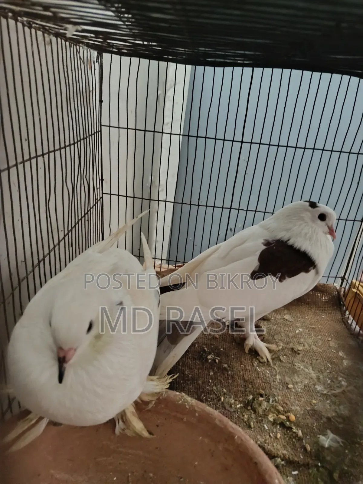 সিরাজী কবুতর বিক্রি হবে সাদা কালার