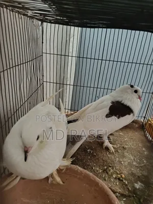 সিরাজী কবুতর বিক্রি হবে সাদা কালার