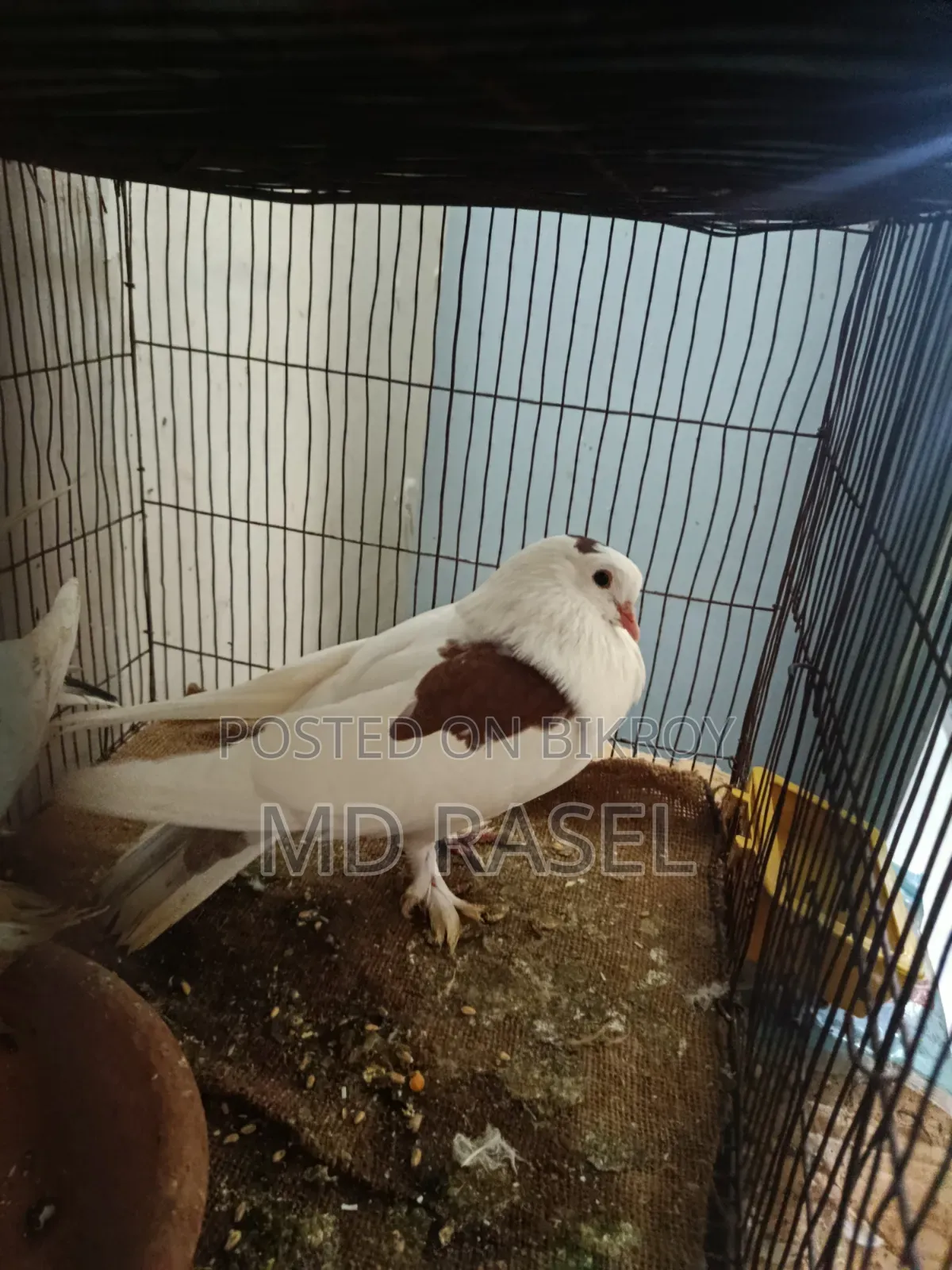 সিরাজী কবুতর বিক্রি হবে সাদা কালার