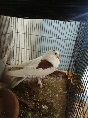 সিরাজী কবুতর বিক্রি হবে সাদা কালার