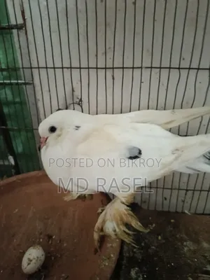 সিরাজী কবুতর বিক্রি হবে সাদা কালার