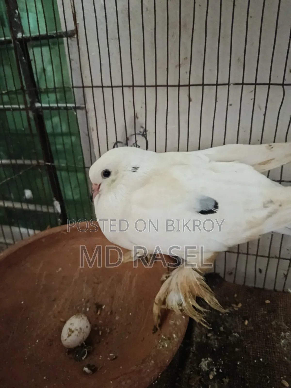 সিরাজী কবুতর বিক্রি হবে সাদা কালার