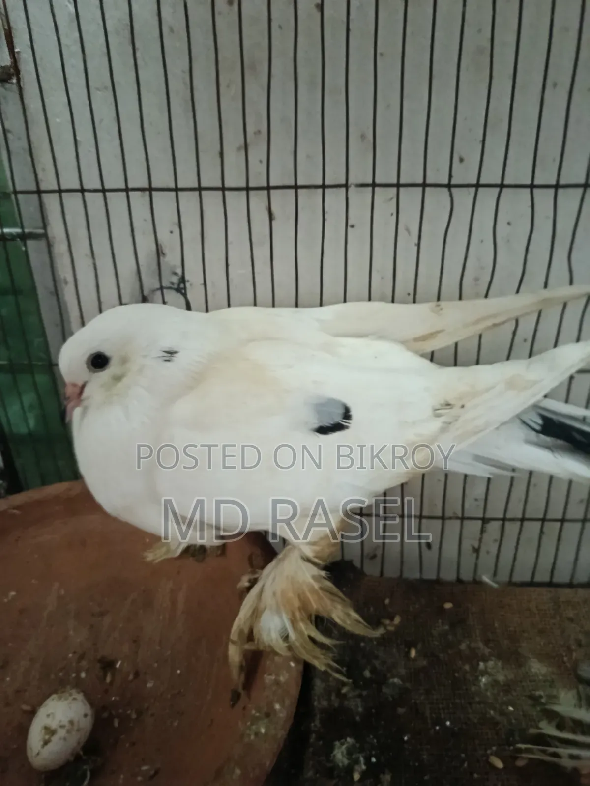 সিরাজী কবুতর বিক্রি হবে সাদা কালার