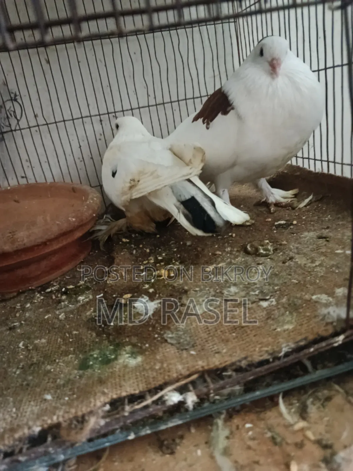 সিরাজী কবুতর বিক্রি হবে সাদা কালার