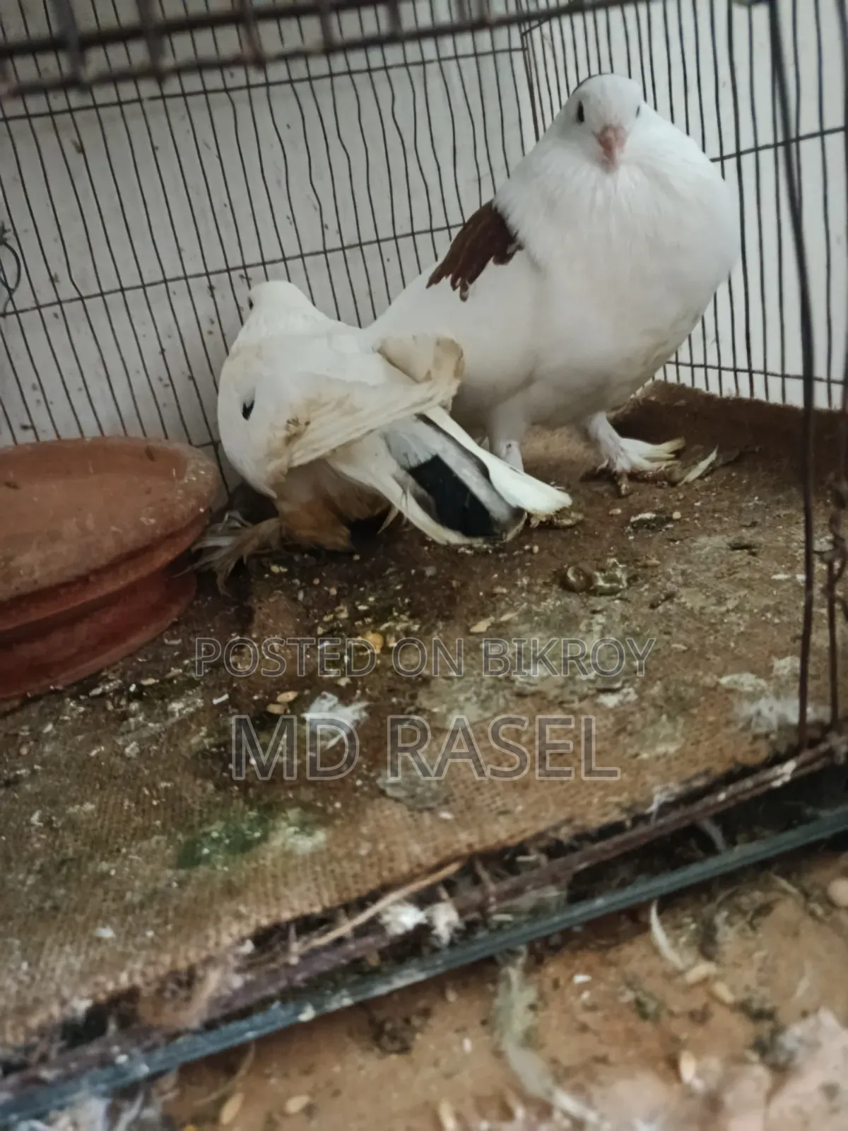 সিরাজী কবুতর বিক্রি হবে সাদা কালার