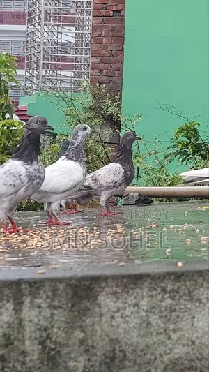 উন্নত জাতের কবুতর