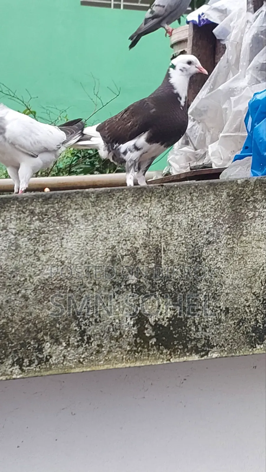 উন্নত জাতের কবুতর