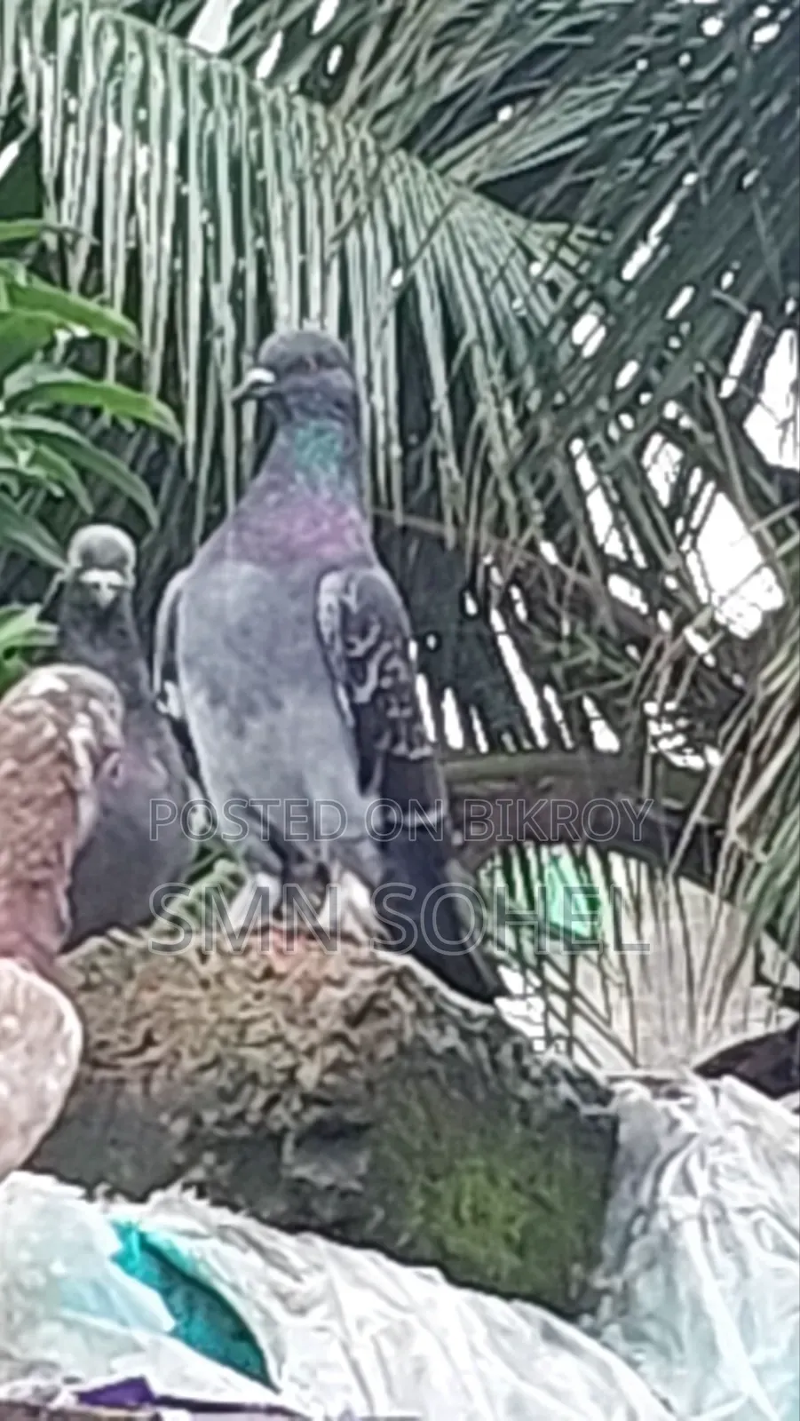 উন্নত জাতের কবুতর