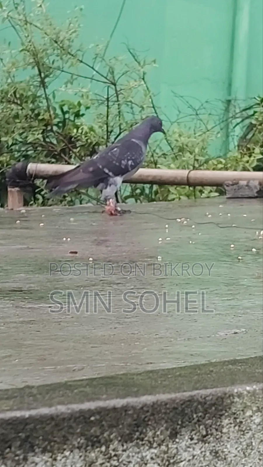 উন্নত জাতের কবুতর