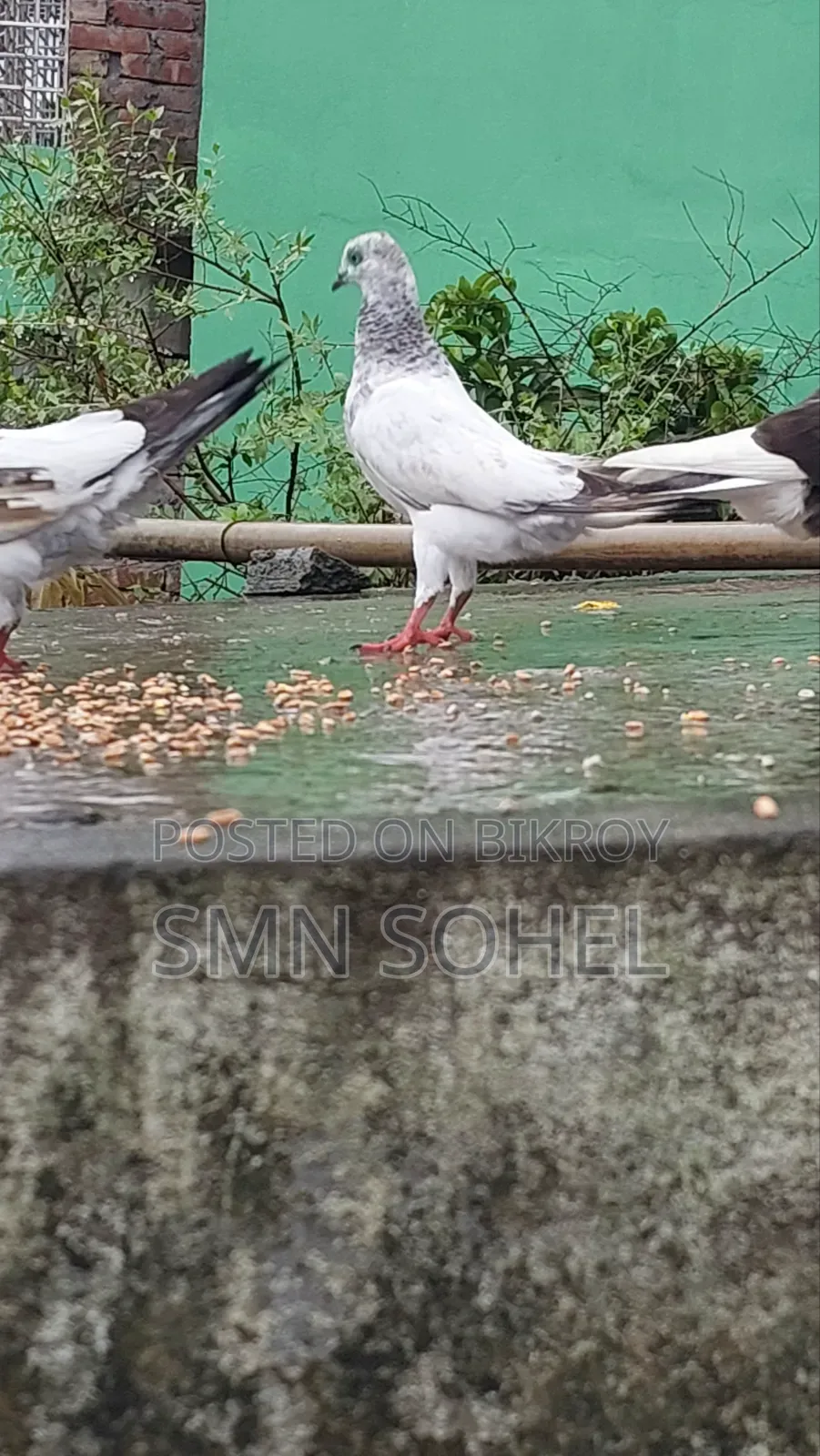 উন্নত জাতের কবুতর