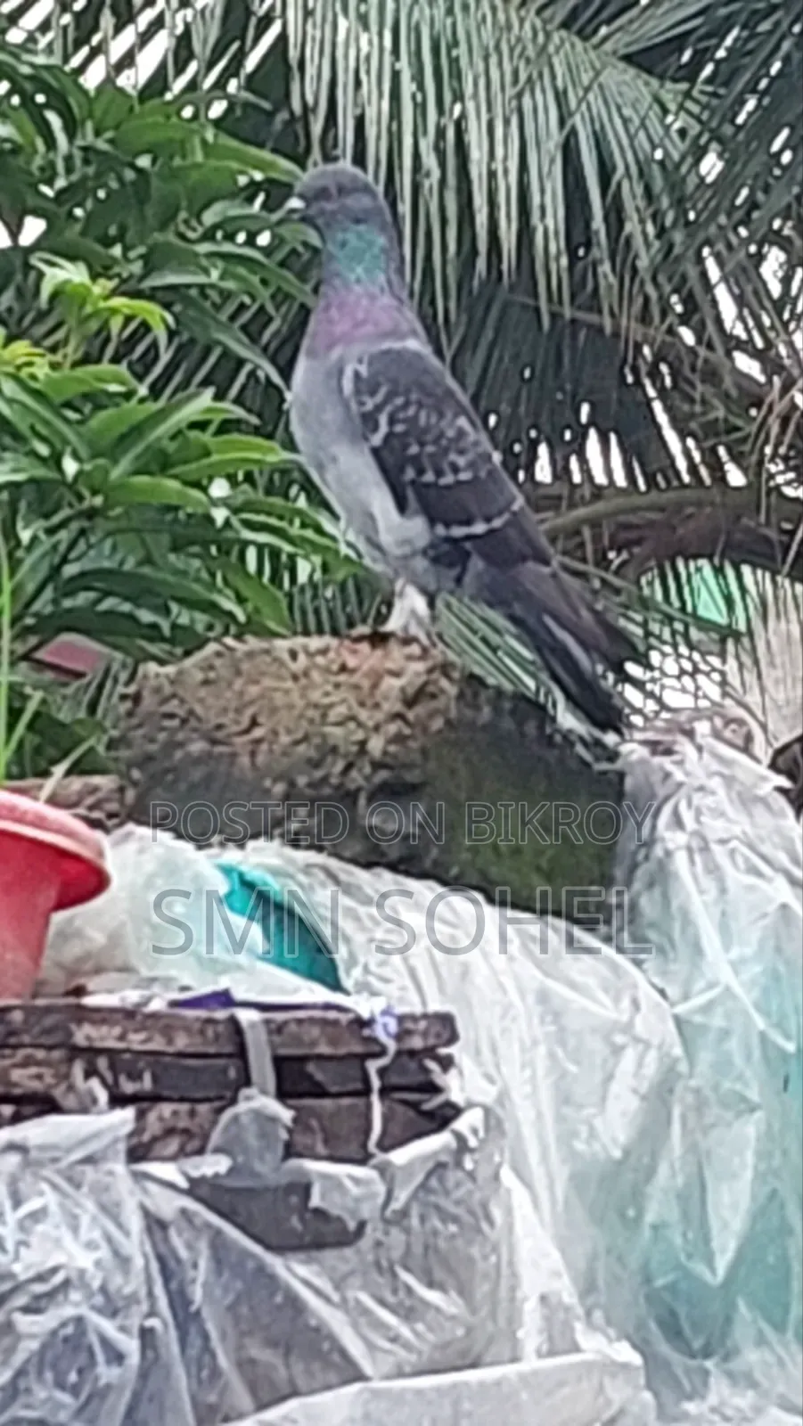উন্নত জাতের কবুতর