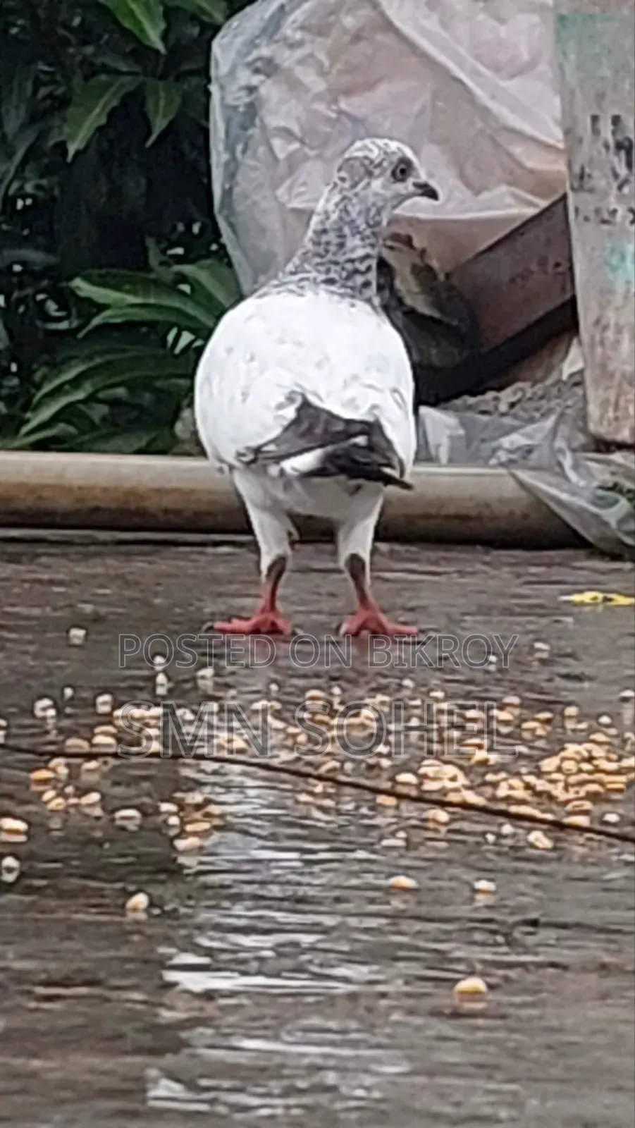 উন্নত জাতের কবুতর
