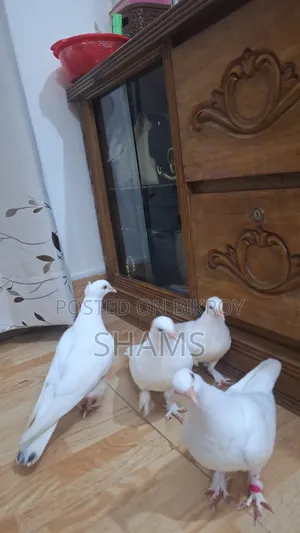Pegion for Sell দুই জোড়া কবুতর সেল হবে