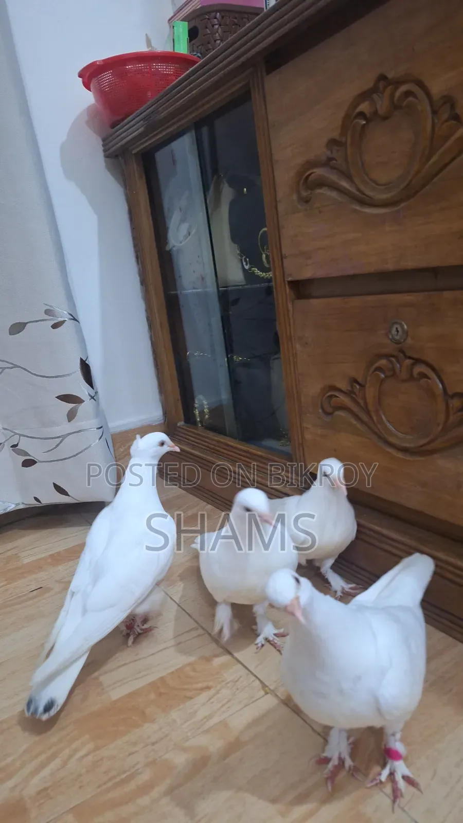 Pegion for Sell দুই জোড়া কবুতর সেল হবে