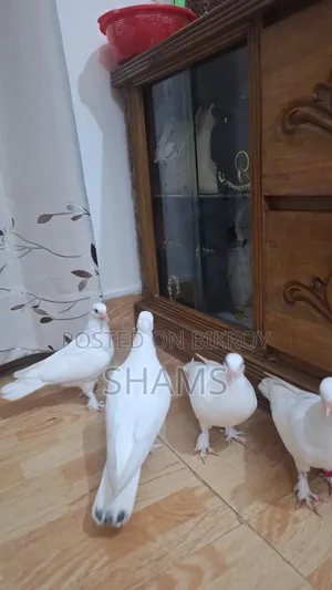 Pegion for Sell দুই জোড়া কবুতর সেল হবে