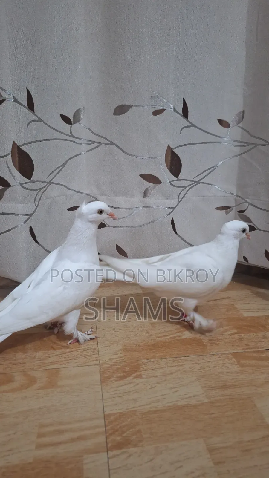 Pegion for Sell দুই জোড়া কবুতর সেল হবে