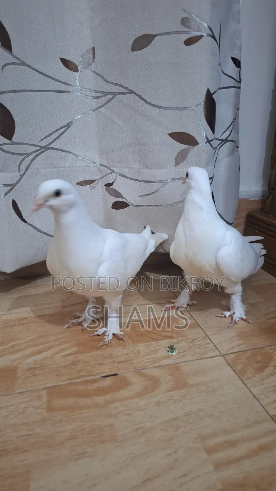 Pegion for Sell দুই জোড়া কবুতর সেল হবে