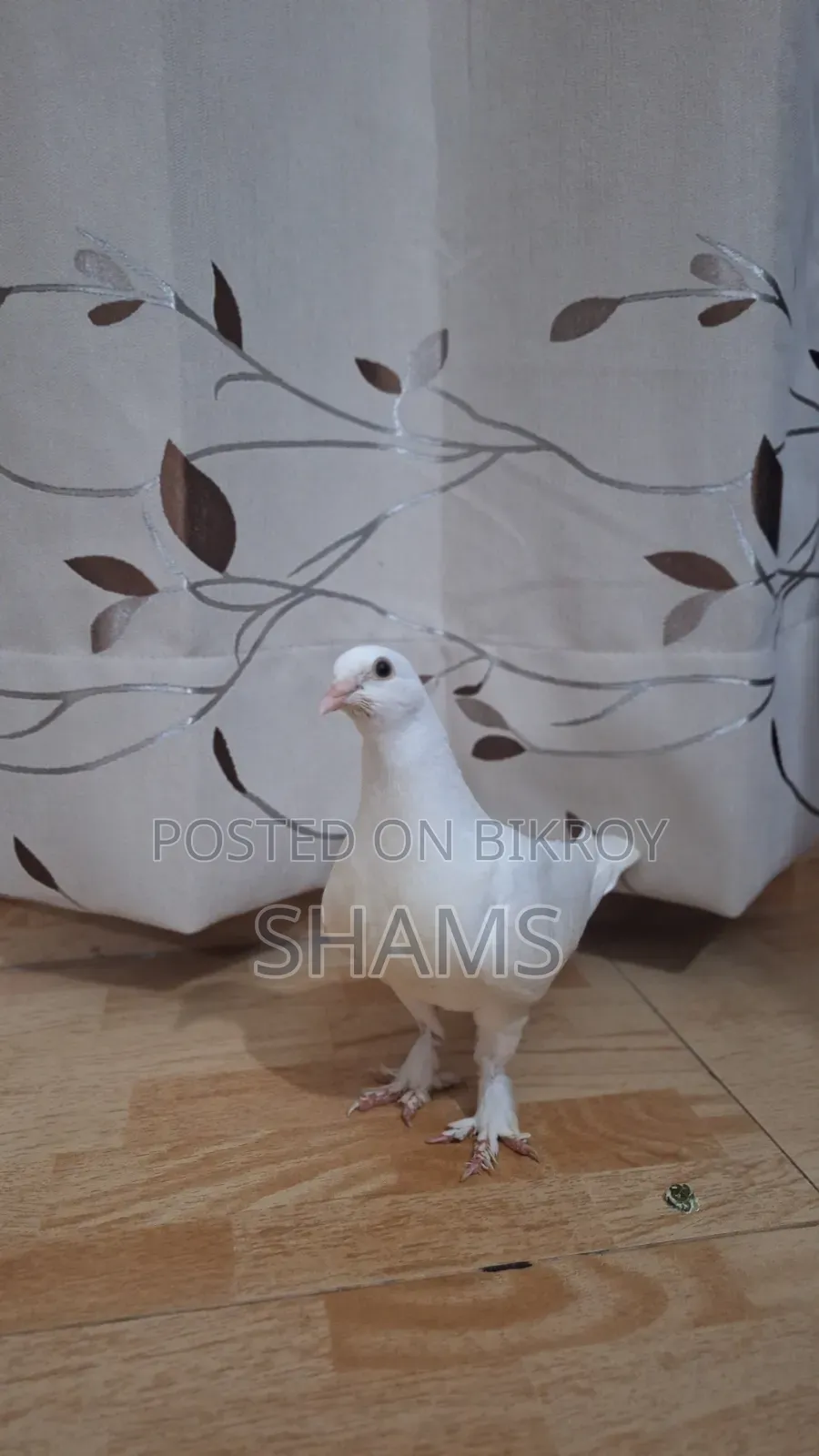 Pegion for Sell দুই জোড়া কবুতর সেল হবে