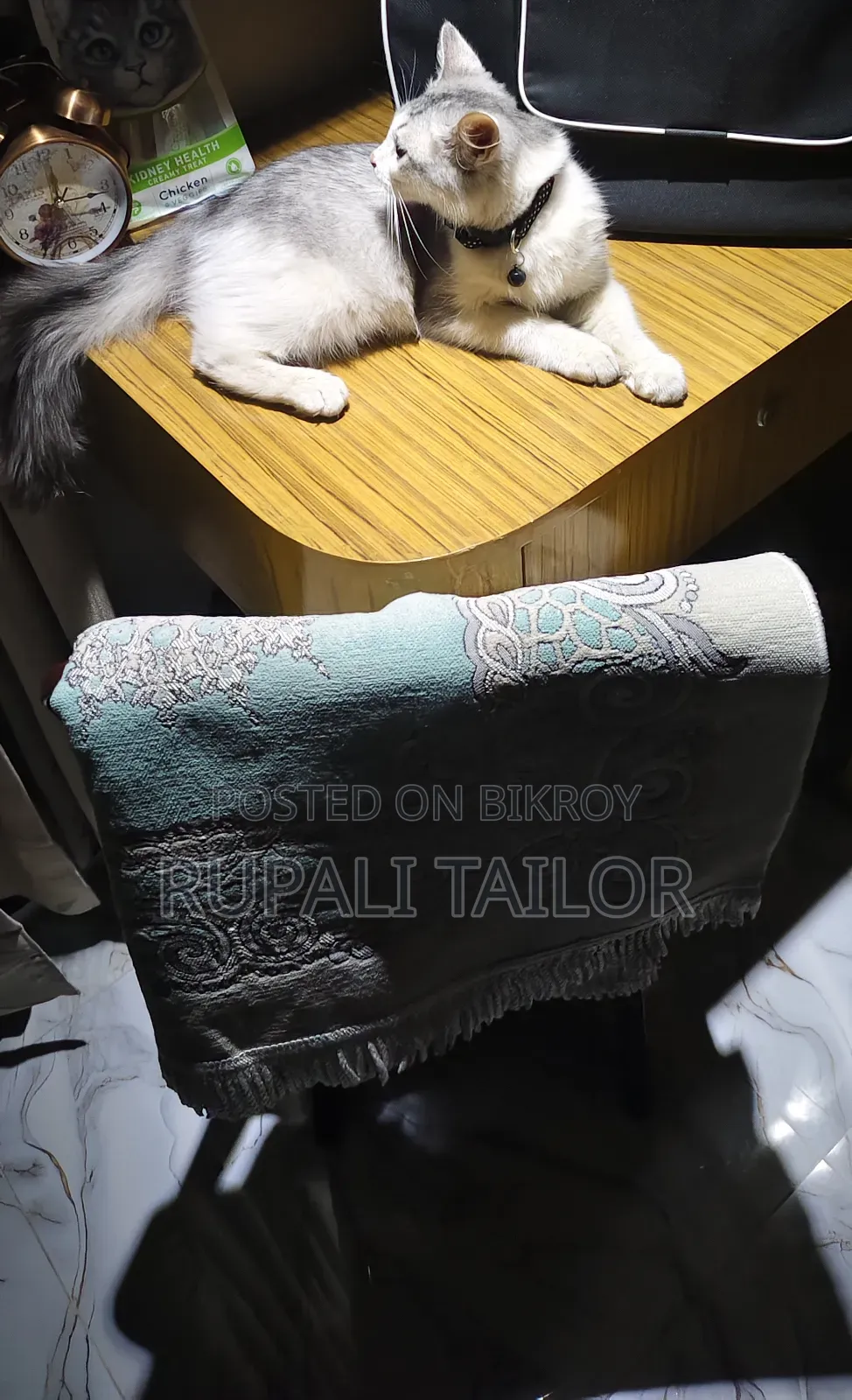 6-12 Months Male Mixed Breed Maine Coon