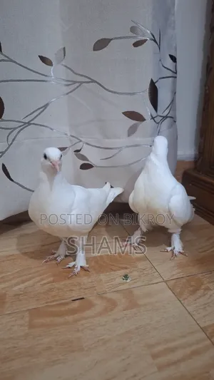 কবুতর বাচ্চা