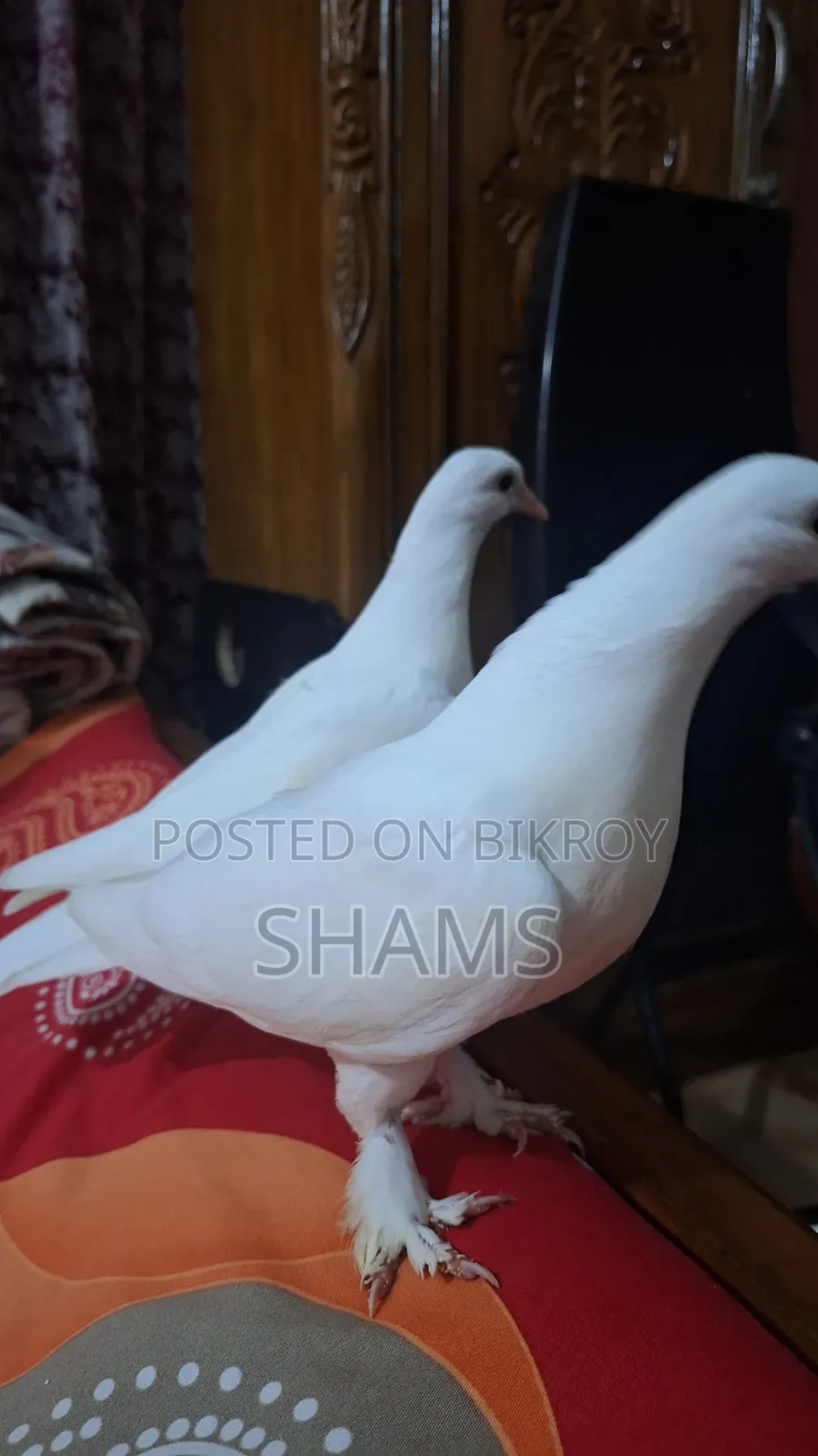কবুতর বাচ্চা