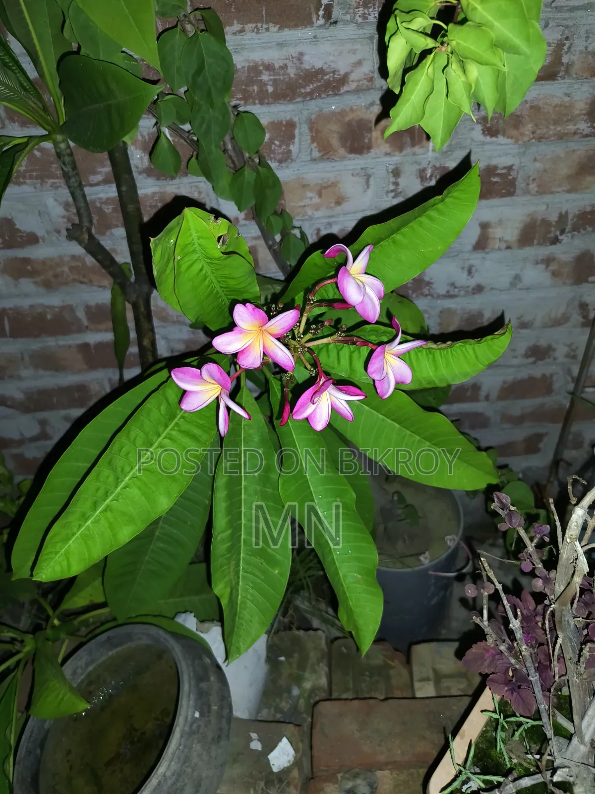 Plumeria Tree