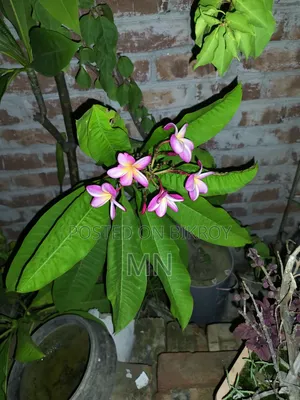 Plumeria Tree
