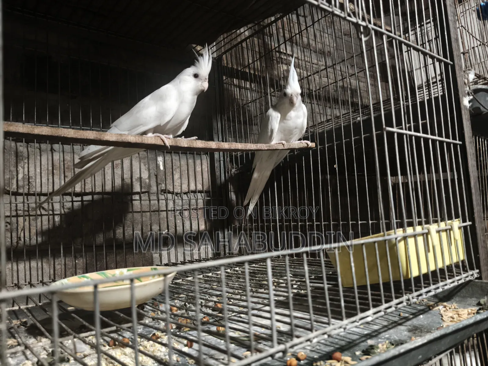 অ্যালবিনো সেল করা হবে