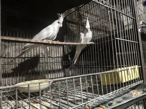 অ্যালবিনো সেল করা হবে