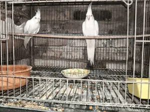 অ্যালবিনো সেল করা হবে
