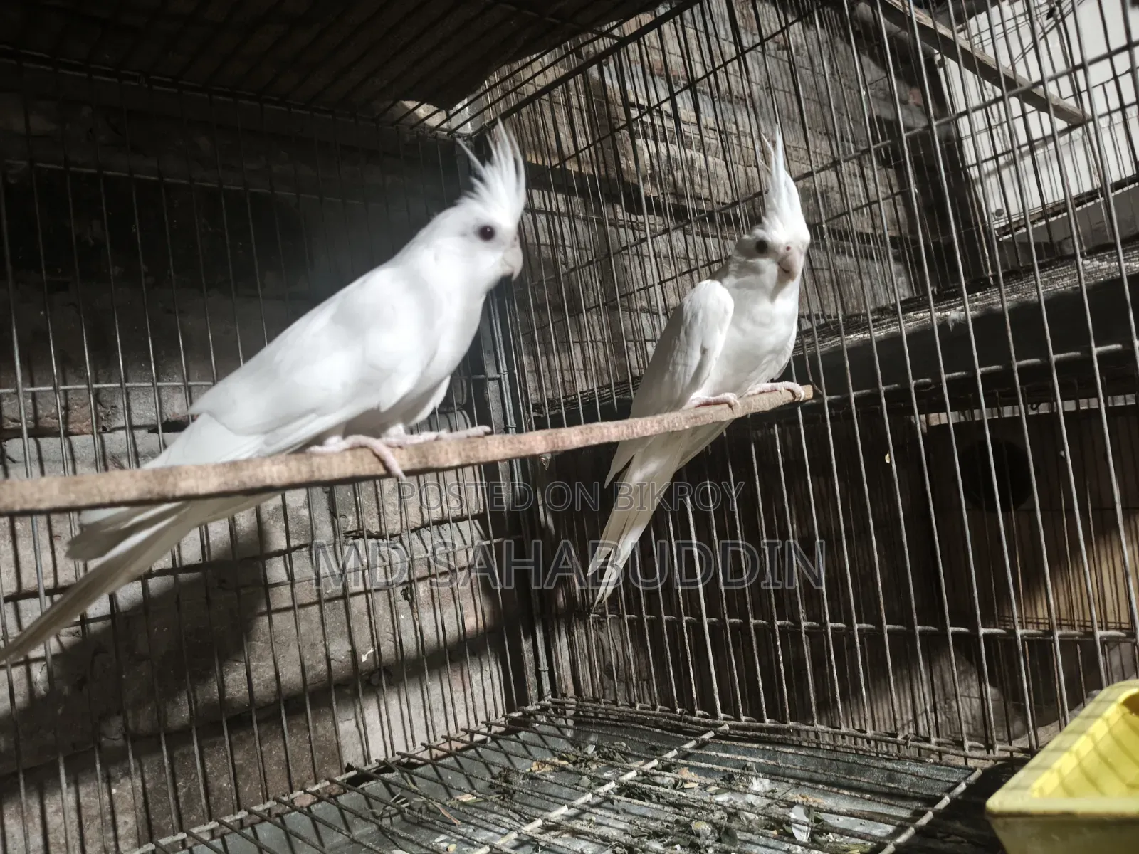অ্যালবিনো সেল করা হবে