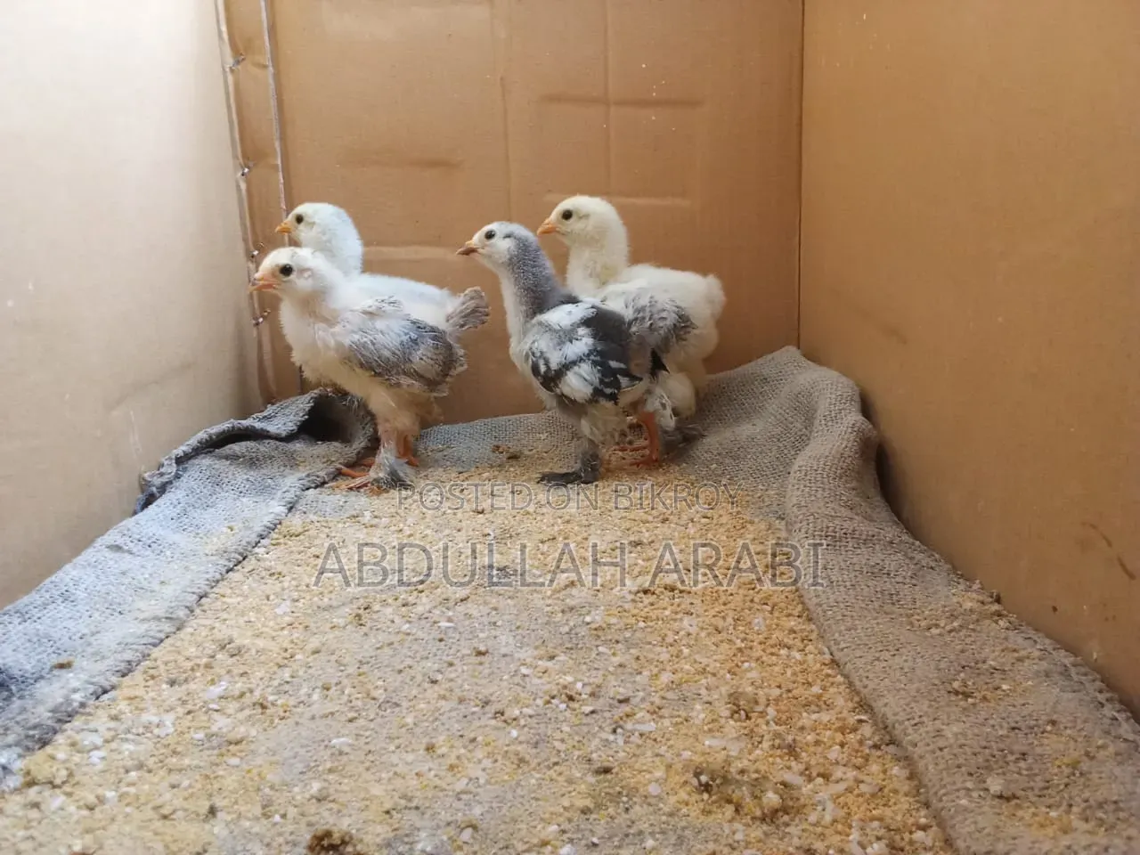 Brahma chicks (4 pieces together) (25+ days)