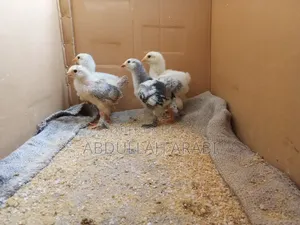 Brahma chicks (4 pieces together) (25+ days)